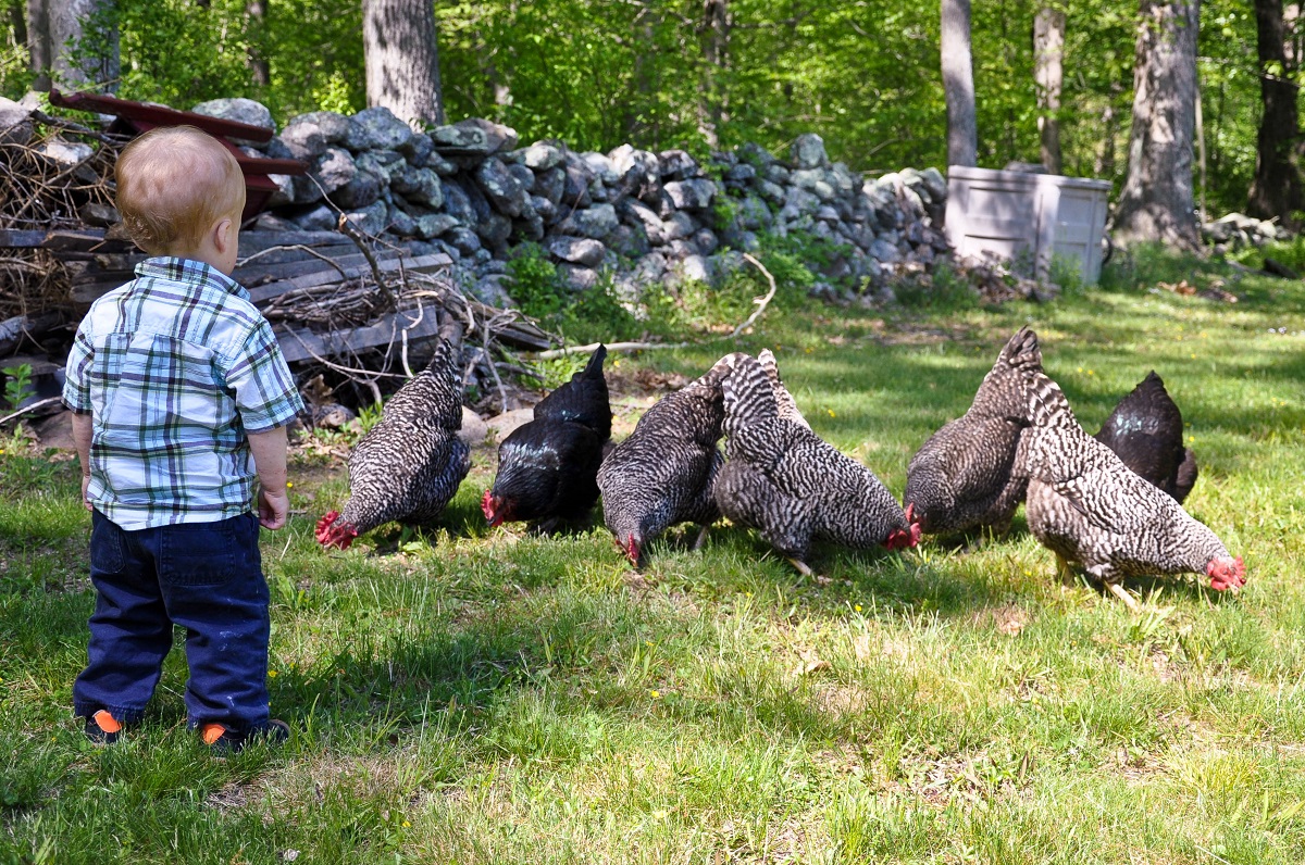 Chickens
