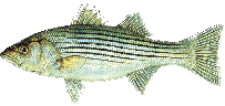 CT Fish Consumption Advisory